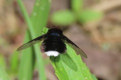 Ogcodocera leucoprocta