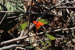 Tropaeolum majus