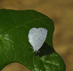 Celastrina ladon