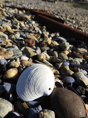 Retrotapes exalbidus