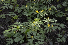 Anemonoides ranunculoides