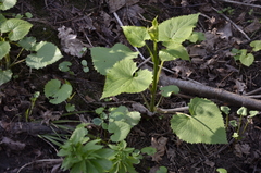 Lunaria rediviva