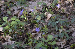 Vinca minor