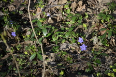Vinca minor