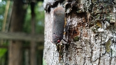 Acraephia perspicillata