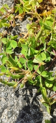 Oxalis corniculata