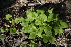 Campanula latifolia