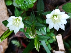 Chondrophylla