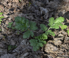 Heracleum sosnowskyi