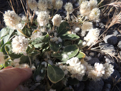 Gomphrena caespitosa