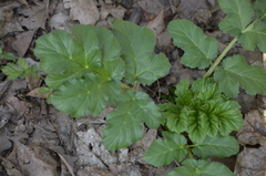 Heracleum sosnowskyi