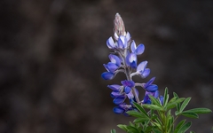 Lupinus gibertianus