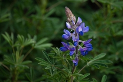 Lupinus gibertianus