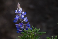 Lupinus gibertianus