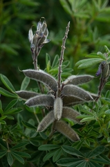 Lupinus gibertianus