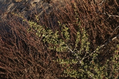 Ceanothus perplexans