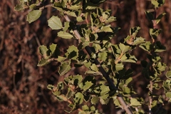 Ceanothus perplexans