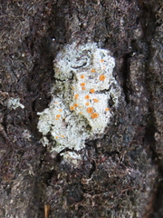 Brigantiaea leucoxantha