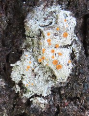 Brigantiaea leucoxantha