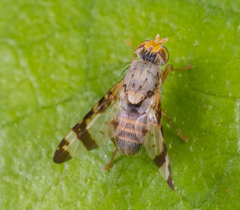 Sphenella sinensis