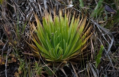 Paepalanthus itatiaiensis