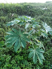 Ricinus communis
