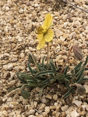Senna pumilio