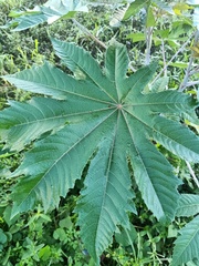 Ricinus communis