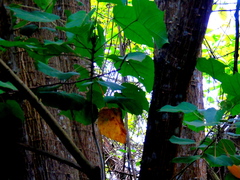 Erythrina poeppigiana