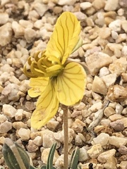 Senna pumilio