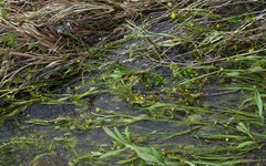 Ranunculus laxicaulis