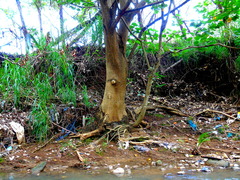 Erythrina poeppigiana