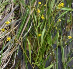 Ranunculus laxicaulis