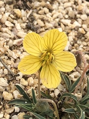 Senna pumilio