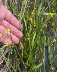 Ranunculus laxicaulis