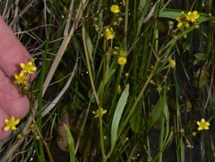 Ranunculus laxicaulis
