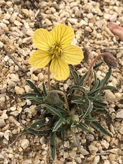 Senna pumilio