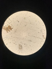 Parameciidae