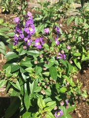 Angelonia