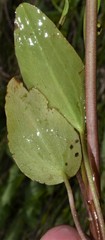 Ranunculus laxicaulis