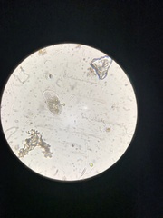 Parameciidae