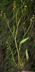 Ranunculus laxicaulis