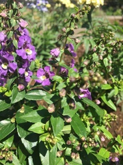 Angelonia