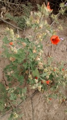 Sphaeralcea miniata