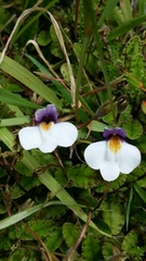 Mazus radicans