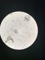 Parameciidae