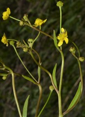 Ranunculus laxicaulis