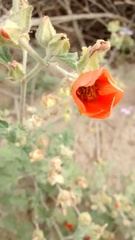 Sphaeralcea miniata