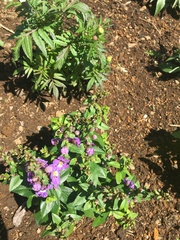 Angelonia