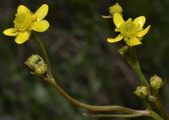 Ranunculus laxicaulis